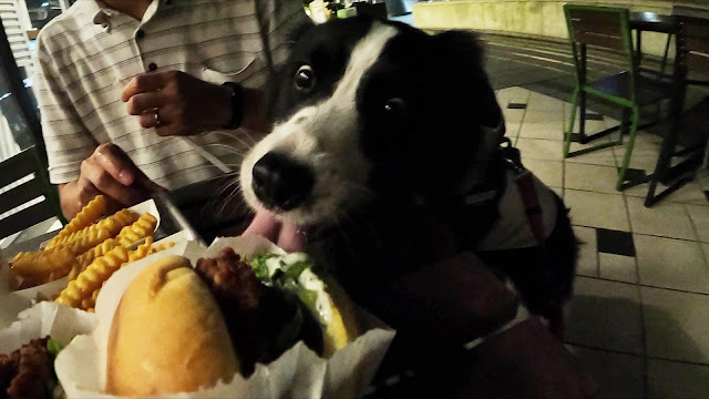 保護犬 ボーダーコリー トーマ SHAKE SHACK みなとみらい