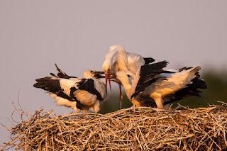 Wildlifefotografie Lippeaue Weißstorch Olaf Kerber