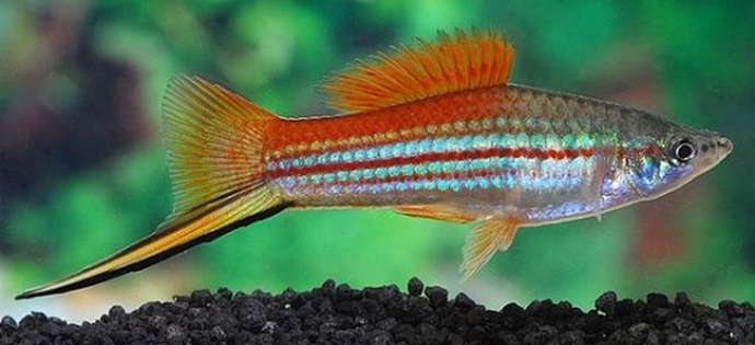 12 Ikan Hias yang Kuat Hidup Tanpa Oksigen di Aquarium ...