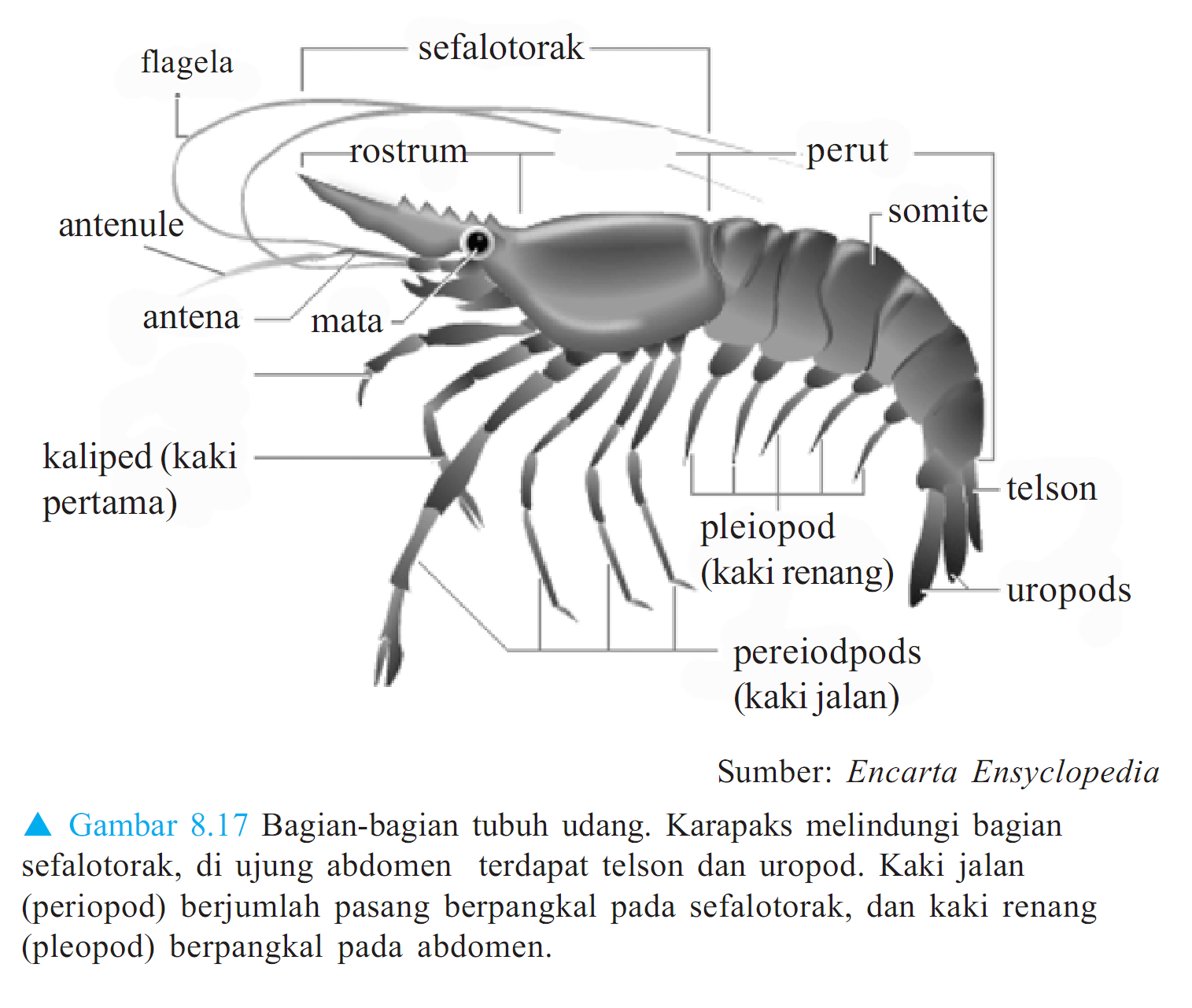Kelas Crustacea MATERI SOAL BIOLOGI SMP SMA REMBANG