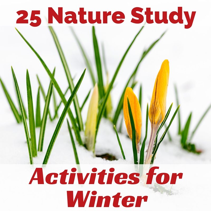 25 Nature Study Activities for Winter