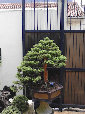 Bakalan Bonsai Cantik.