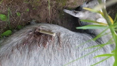 Petición contra la matanza de cabras en Gran Canaria