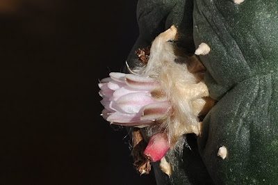 Lophophora williamsii flower and fruit