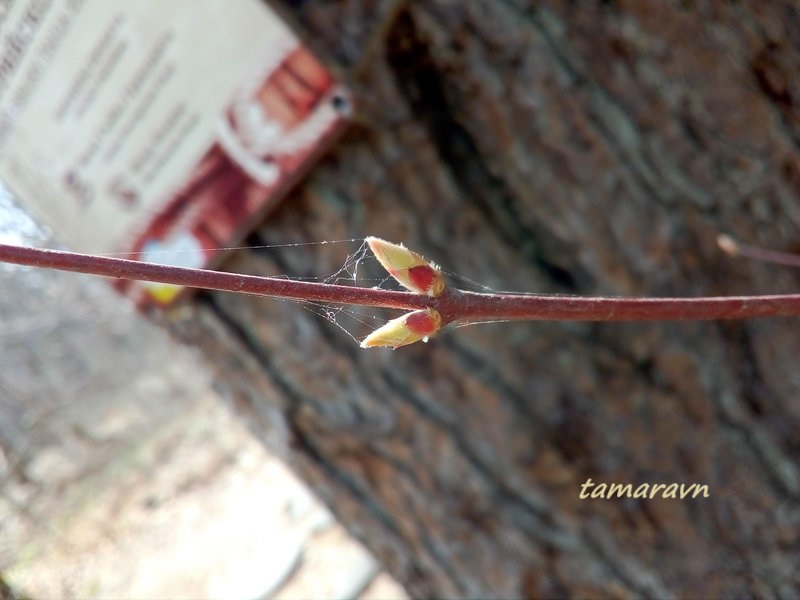 Клён ложнозибольдов (Acer pseudosieboldianum)