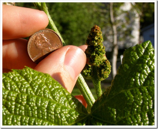 baby grapes
