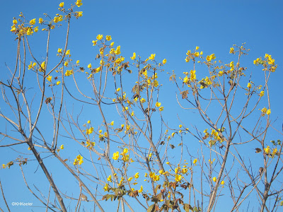 buttercup tree, Cochlospermum vitifolium