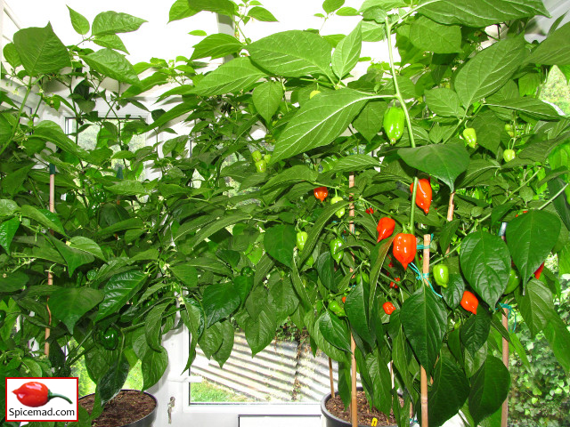 Chilli Plants in the Porch - 11th September 2018