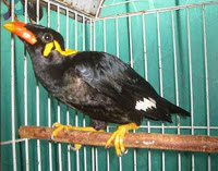 HARGA BURUNG BEO BISA NGOMONG