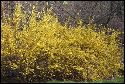 Forsythia shubs