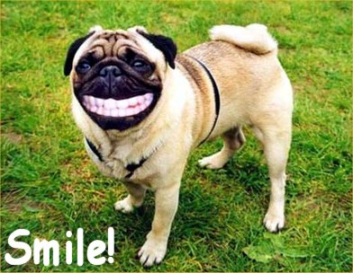 funny dog pictures smile