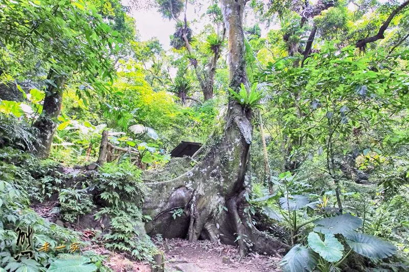 螢火蟲、油桐花、季高緯度熱帶雨林｜三峽 大板根森林溫泉渡假村