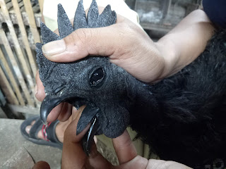 Ayam Cemani Asli Lidah Hitam