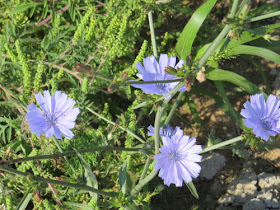 chicory