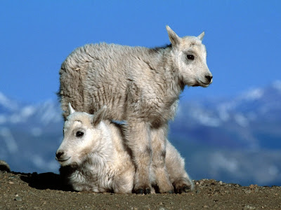 Cute Sheep Babies Normal Desktop Backgrounds,Stills,Wallpapers