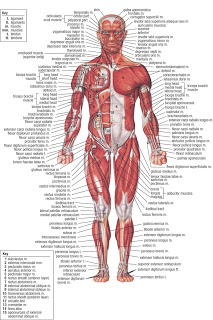 Human Anatomy Maps