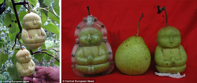 Agricultor chinês cria peras em forma de Buda