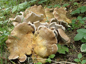 grzyby 2018, grzyby w lipcu, grzyby na Orawie, borowiki, naziemki, spotkanie z padalcem, pełny koszyk