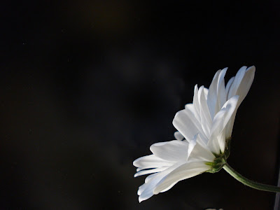 looking up towards the light