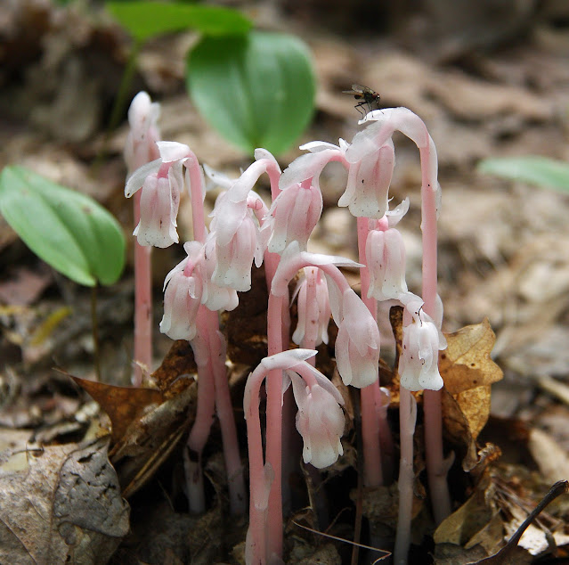 Вертляница одноцветковая / Подъельник одноцветковый (Monotropa uniflora)