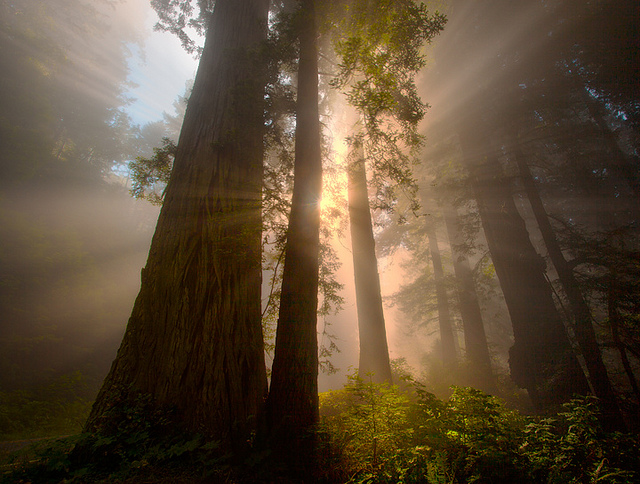 Redwoods California