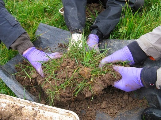 The Soil Biodiversity Group gets stuck into sorting another sample