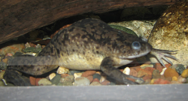 African clawed frog - Facts and Information - Listanimals