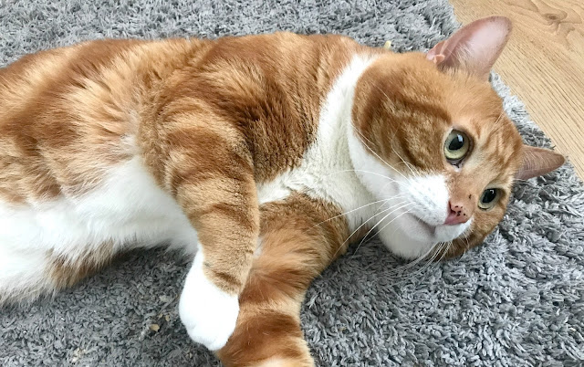 ginger and white cat lying down 