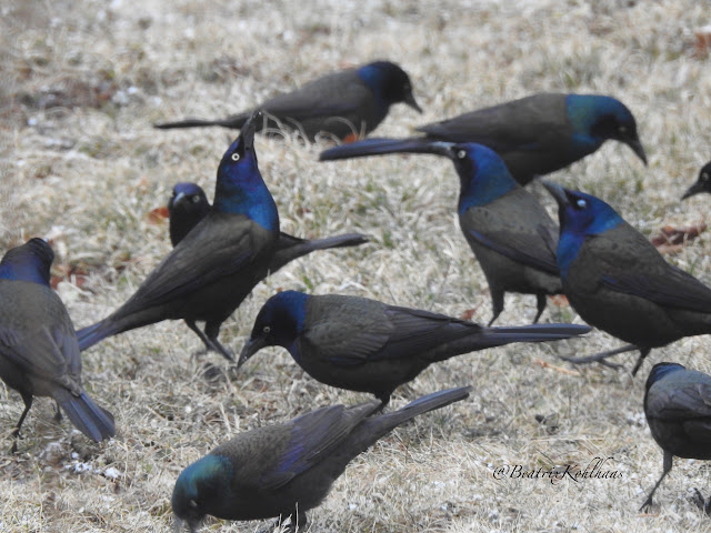 Common Grackles