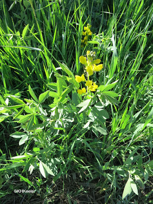 golden banner, Thermopsis divaricaria 