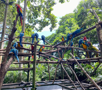 macaws in Aviary in Cartagena, Columbia cruise port