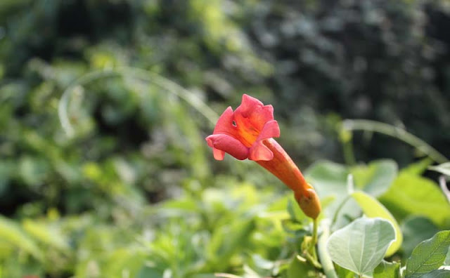 Trumpet Vine Flowers Pictures