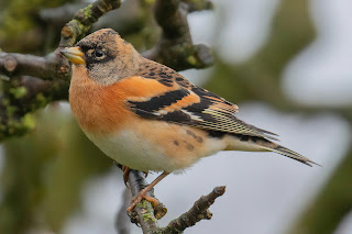 Brambling DFBridgeman