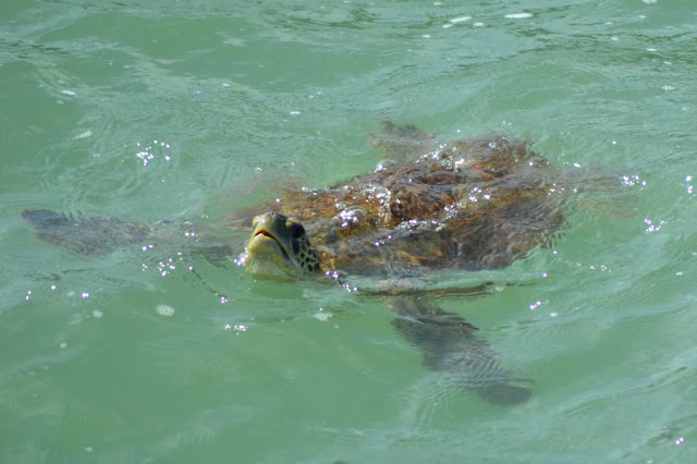 Guyane, Kourou, îles du salut,  île royale, île Saint-Joseph, île du diable, auberge, baignade, randonnée, singe, tortue, bateau, navette