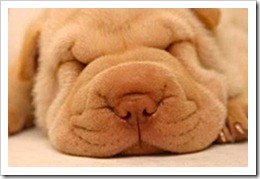 Cute-Puppy-Picture