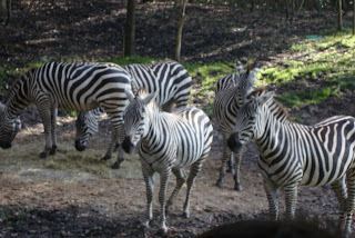 Animal Kingdom em Orlando - Florida