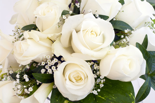 Hoa hồng trắng dep nhat