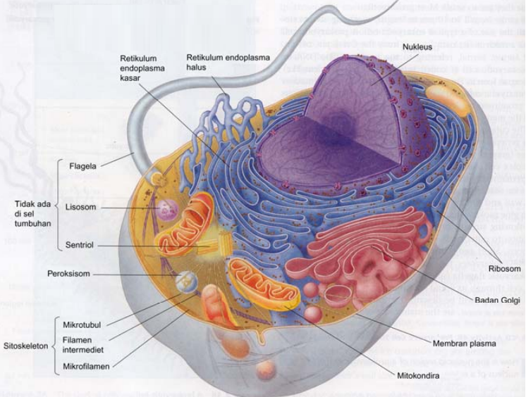  Perbedaan  Gambar Sel  Hewan  Dan  Sel  Tumbuhan  Tips Membedakan