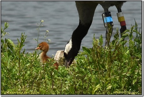 Slimbridge WWT - June