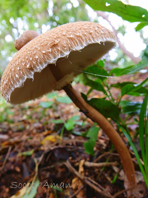 Macrolepiota procera