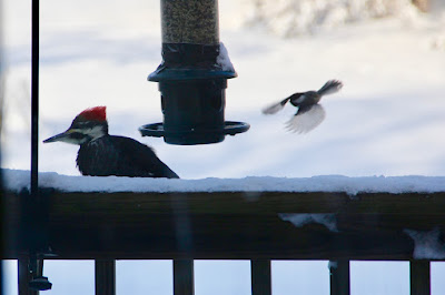 pileated woodpecker at feeder