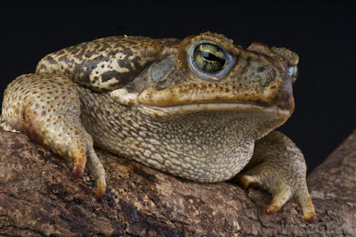 photos of amphibians and reptiles 