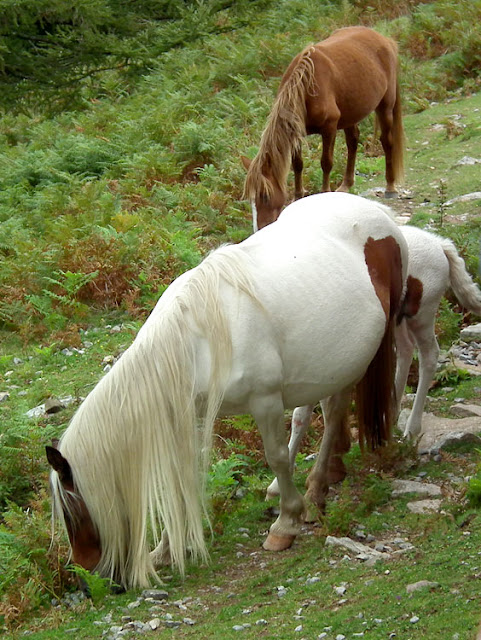 Pottokak (wild Basque ponies) on La Rhune. Pyrenees-Atlantique, France. Photographed by Susan Walter. Tour the Loire Valley with a classic car and a private guide.