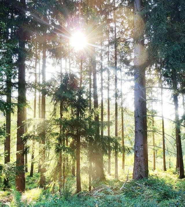 Eupen: een wandeling tussen de dennenbomen