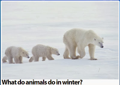 http://www.planet-science.com/categories/under-11s/our-world/2011/10/what-do-animals-do-in-winter.aspx