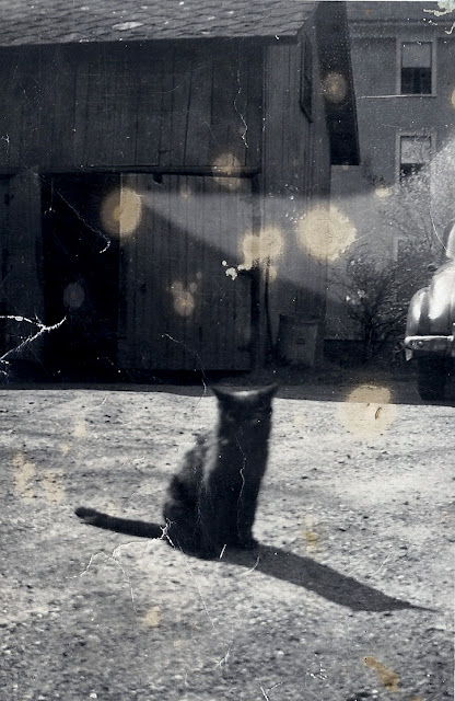 Blackie the cat at 67 West St, Northampton, MA, 1945