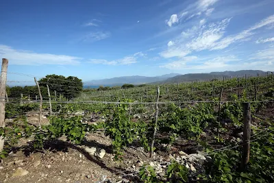 The Ocoa Bay Wine and Tourism Project