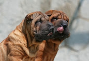 Shar Pei Puppy Pictures