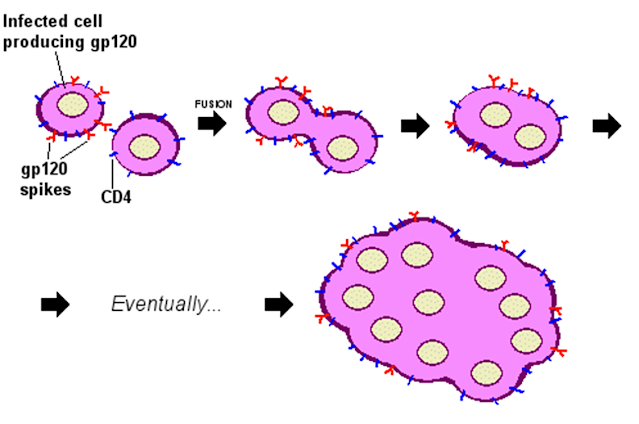 Los sincitios virales. Los sincitios son células que han mutado por efecto del VIH y los receptores virales gp120, se forman al fusionar células sanas con infectadas. Algunos tipos de cáncer también forman sincitios, es un carácter diagnóstico en las citologías.