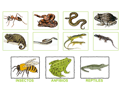 http://primerodecarlos.com/SEGUNDO_PRIMARIA/diciembre/Unidad5/actividades/cono/anfibios_reptiles_insectos.swf